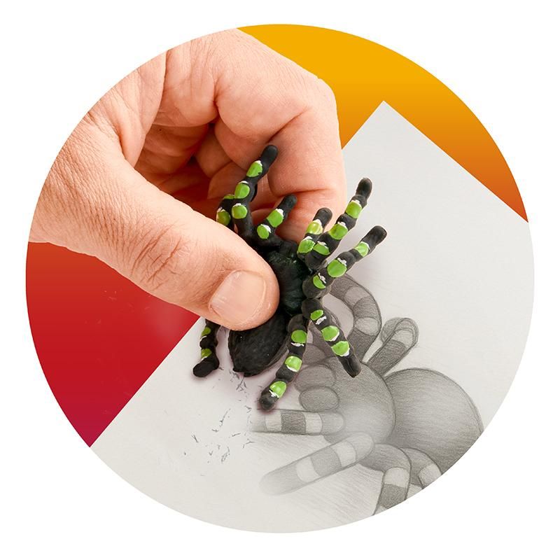 ZOO RADIERER VOGELSPINNE, 2-FACH SORTIERT