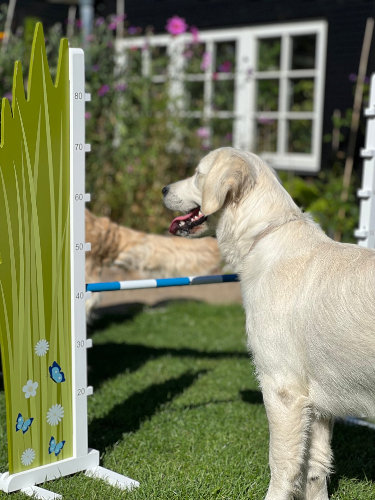 Springzaun Springparcours Springhindernis Show, Blume